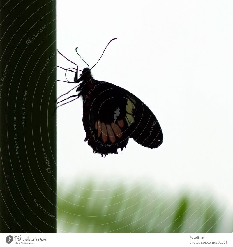 breather Environment Nature Animal Butterfly Wing 1 Bright Small Near Natural Beautiful Colour photo Subdued colour Deserted Day Light Silhouette