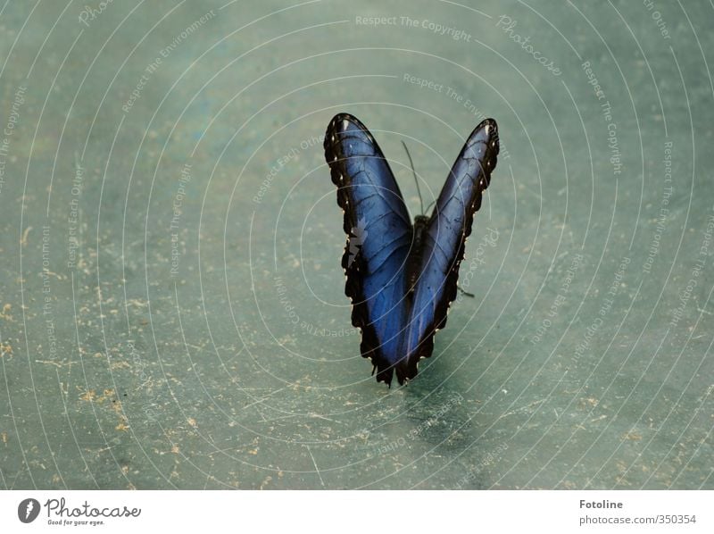 breather Environment Animal Butterfly Wing 1 Natural Beautiful Blue Colour photo Multicoloured Interior shot Deserted Copy Space left Day