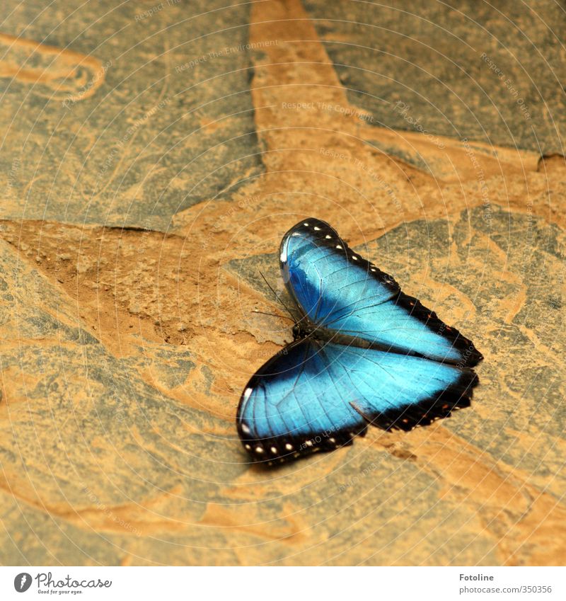 Total blue, total blue wings. Environment Nature Animal Butterfly Wing 1 Esthetic Natural Beautiful Blue Colour photo Multicoloured Close-up Deserted Day Light