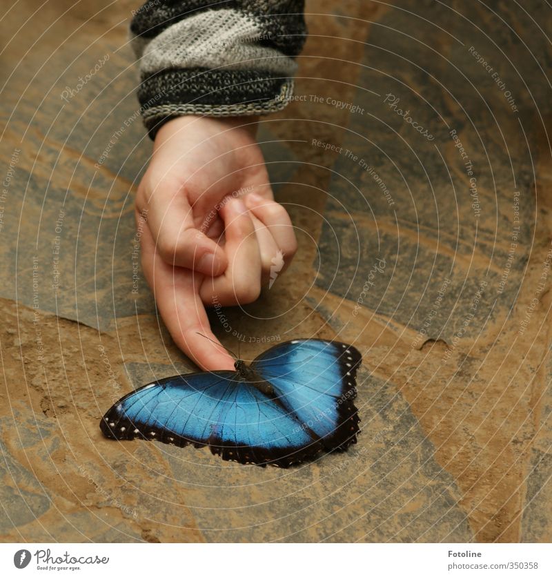 You're so blue! Come here to me! Human being Child Hand Fingers Nature Animal Butterfly Wing Athletic Elegant Beautiful Natural Blue Colour photo Multicoloured