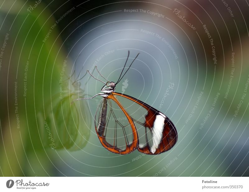 Glass wings Nature Animal Wild animal Butterfly Wing 1 Near Natural Feeler Pane Colour photo Multicoloured Interior shot Close-up Copy Space left