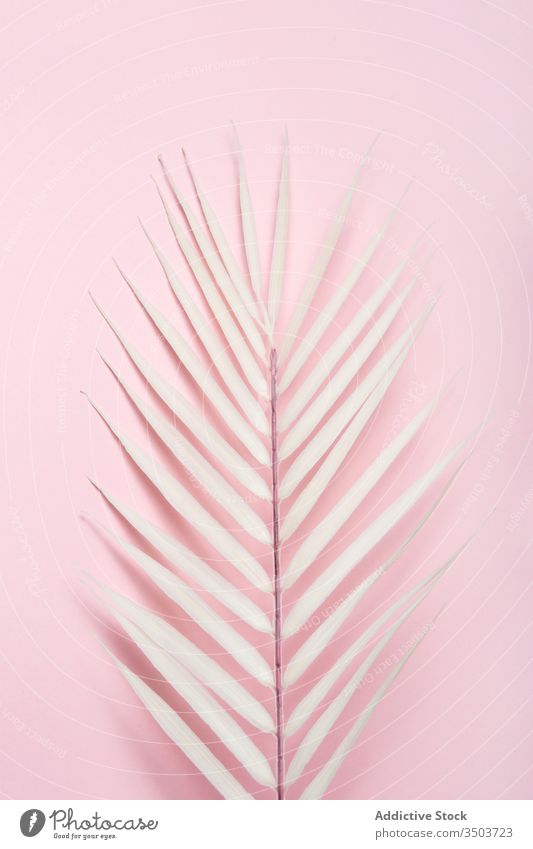 Tropical plant leaf on pink background palm tropical white leaf summer holiday beach sea vacation concept tree shadow botany light sunny decorative branch style