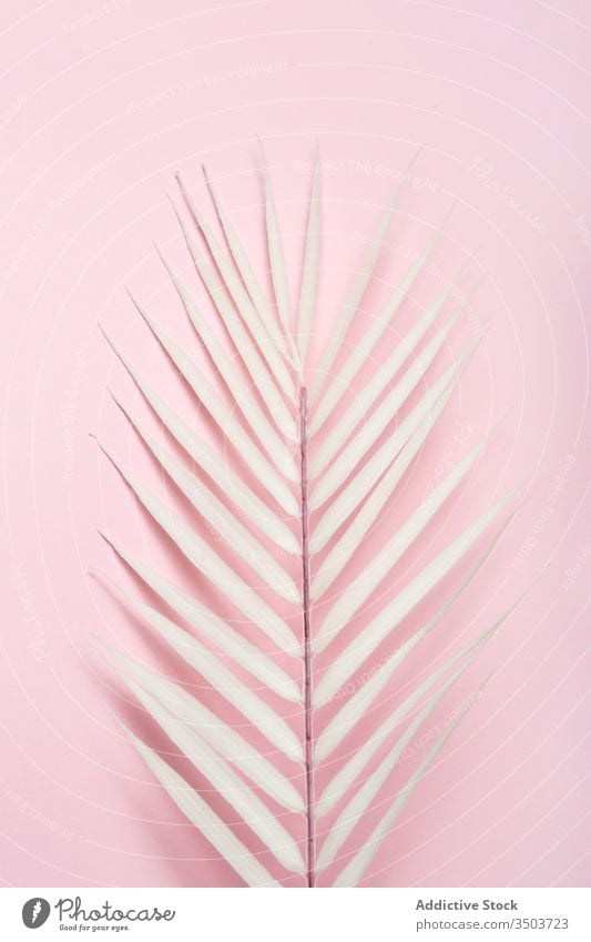 Tropical Plant Leaf On Pink Background A Royalty Free Stock Photo From Photocase