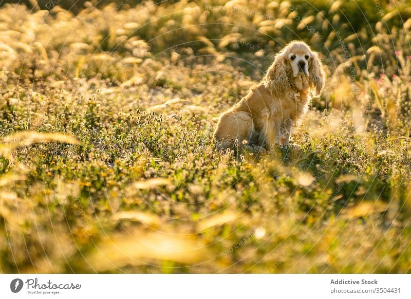 Cute puppy sitting in field in summer day dog wait meadow cocker spaniel golden pet countryside animal canine domestic purebred pedigree nature adorable sunny
