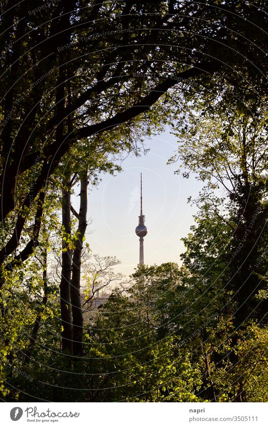 View of Berlin television tower on the horizon through a gap in the bushes . Television tower alex Berlin TV Tower Landmark Town Capital city Tourist Attraction