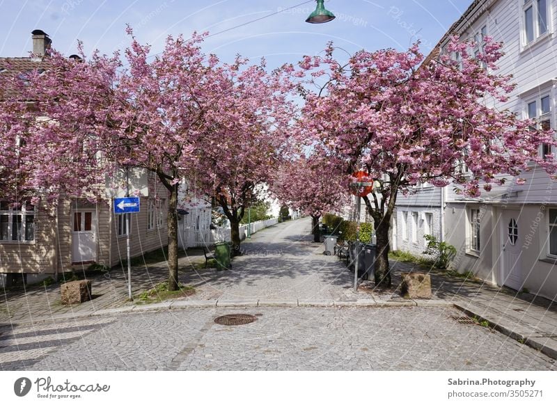 One-way street with flowering trees in the old town of Bergen Norway Northern Europe Deserted Alley Street spring Flowering plant Scandinavia Town Downtown