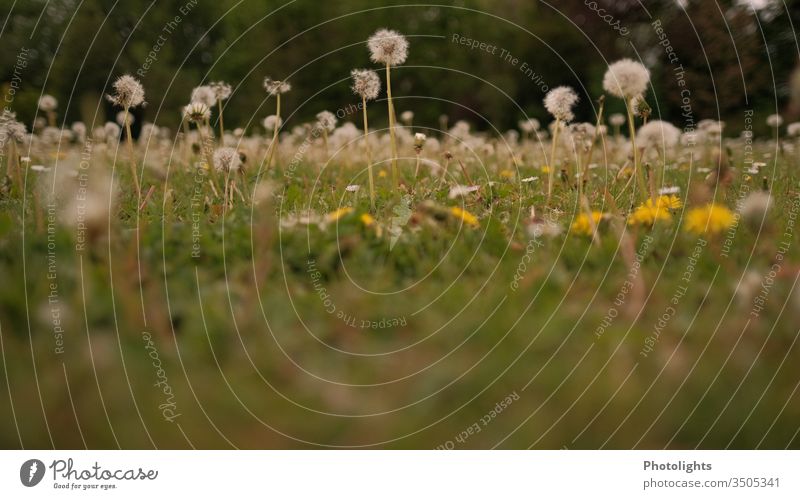 Dandelion - Meadow with dandelions Garden Weed Grass Spring Blossom Nature Flower Summer Lawn Blossoming Yellow White Colour photo Exterior shot
