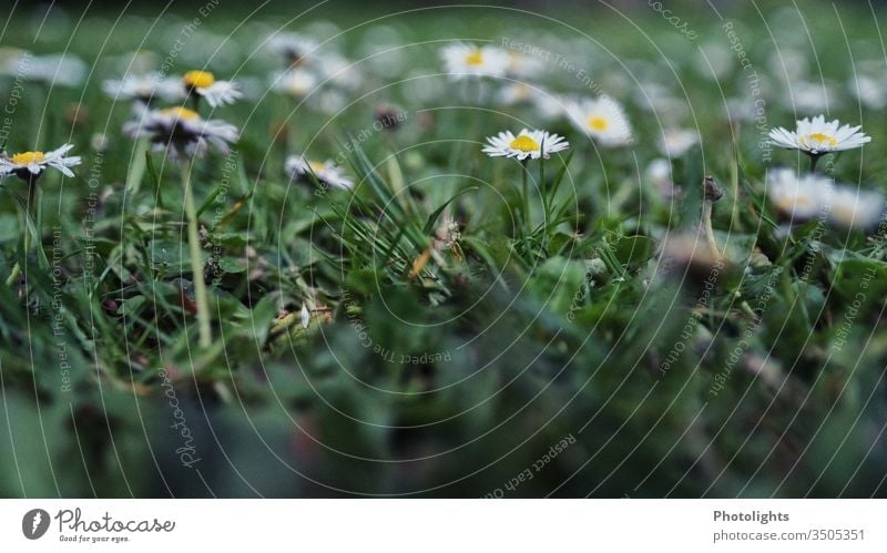 Daisies - Meadow Daisy Garden Weed Grass Spring Blossom Nature Flower Summer Lawn Blossoming Yellow White Colour photo Exterior shot Macro (Extreme close-up)