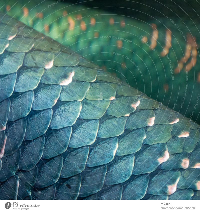 https://www.photocase.com/photos/3505560-blue-reptile-scales-reptiles-zoo-fish-flake-snake-photocase-stock-photo-large.jpeg