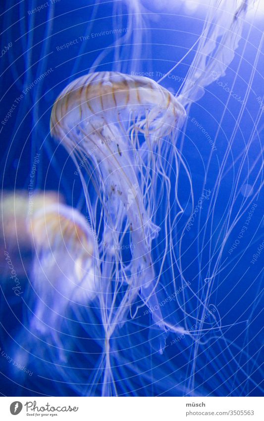 jelly Jellyfish Blue White Orange threads Tentacle Ocean Water Medusa symbol Mythology Cnidarian Recoil principle Rocket Zoo Aquarium gelatinous Cartilage