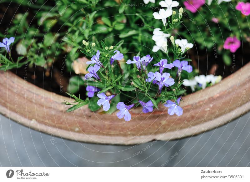 Flowerpot terracotta with blue, white and pink flowers flower tub Terracotta Blue White Green Pink plan Arch Garden Spring Plant Blossom