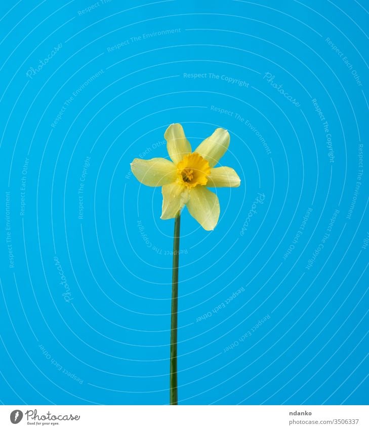 blooming yellow daffodil bud on a blue background, spring flower beautiful beauty blossom botany bright bunch closeup color easter flora floral fresh freshness