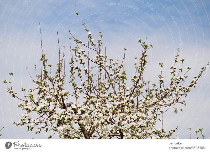 frühling Baum Blüten Apfelbaum Frühling bauer Himmel fröhlich schönes Wetter Optimismus