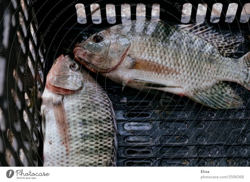 Two caught dead fish in a box Captured Fishing (Angle) fished Leisure and hobbies Catch two Exterior shot Fishery Nutrition Day Food flowed Flake Crate Couple