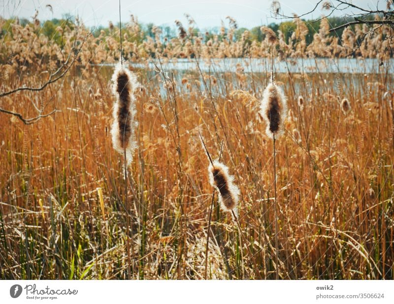 Spindles Lake Lakeside Exterior shot Colour photo Water Nature Deserted Day Landscape Sky Beautiful weather naturally Central perspective Idyll plants Reeds