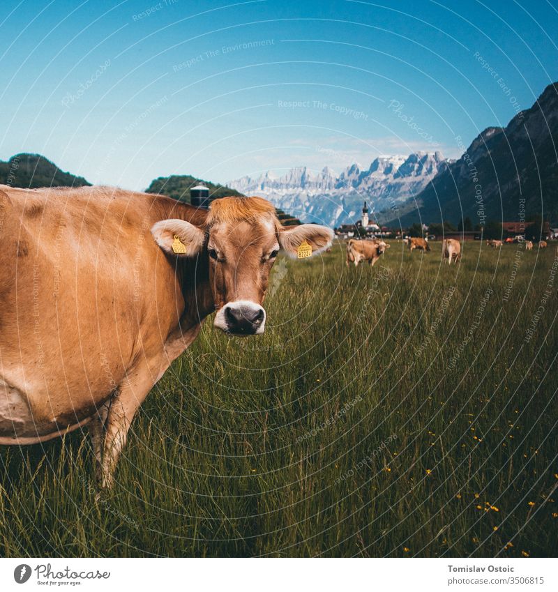Cow in the mountains of the Alps in Switzerland cow alp alpen swiss grass outdoor sunny agriculture beautifull Landscape Dairy Dairy Products Dairy cow