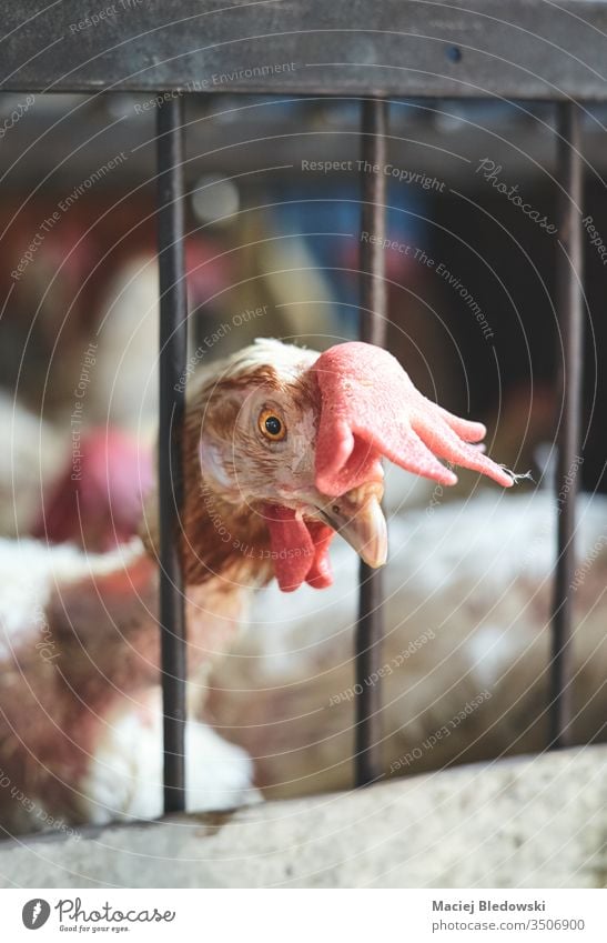 Wounded rooster kept in cage at local market. chicken poultry China sick hurt cruel alive agriculture animal dirty insanitary bird Asia head eye
