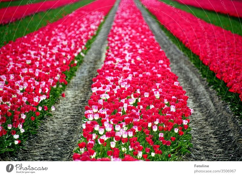 Not only Holland can do this - or a tulip field with thousands of beautifully flowering tulips in pink and white spring Tulip flowers bleed Plant Nature green