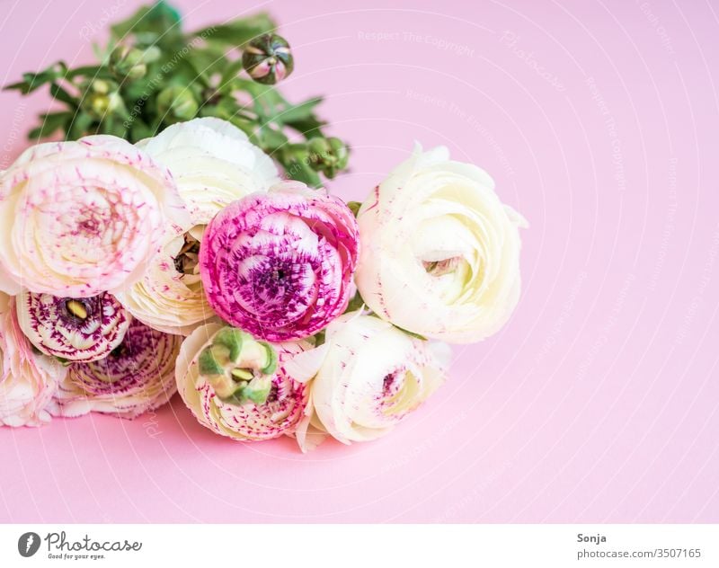 White bouquet of ranunculus on a pink background Flag Buttercup federation Spring Pink Plant Blossom Mother's Day Gift Birthday pastel shades Nature Close-up