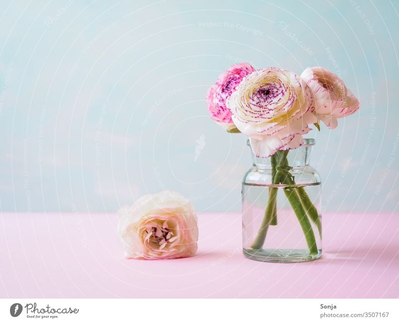 Weiße und pinke Ranunkeln in einer Glasvase auf einem rosa Tisch Blume Blumenvase Frühling Pastellfarbig Blüte Rosa Bund Colour photo Close-up Stängel Stilleben