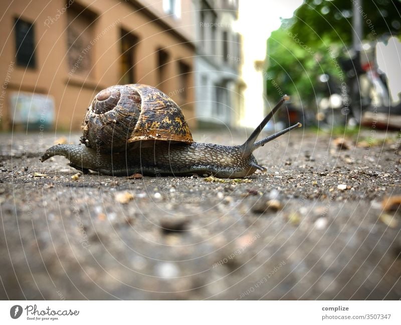 Finally rain! Rain Crumpet Snail slime Snail shell snails creep Lanes & trails Town urban Animal Feeler Vineyard snail escargot Street Dry Climate
