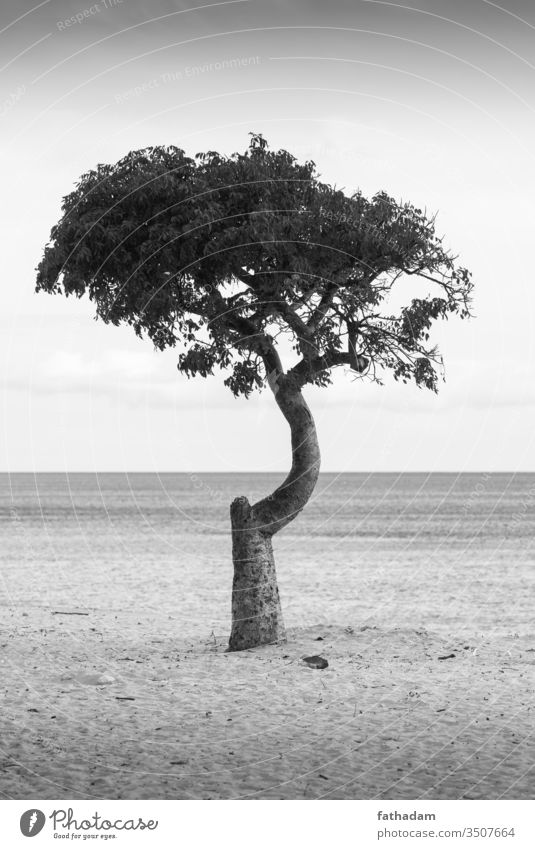 Lonely tree on the beach Tree Beach black and white Ocean Coast Sand Vacation & Travel Waves Summer Loneliness Cuba Varadero