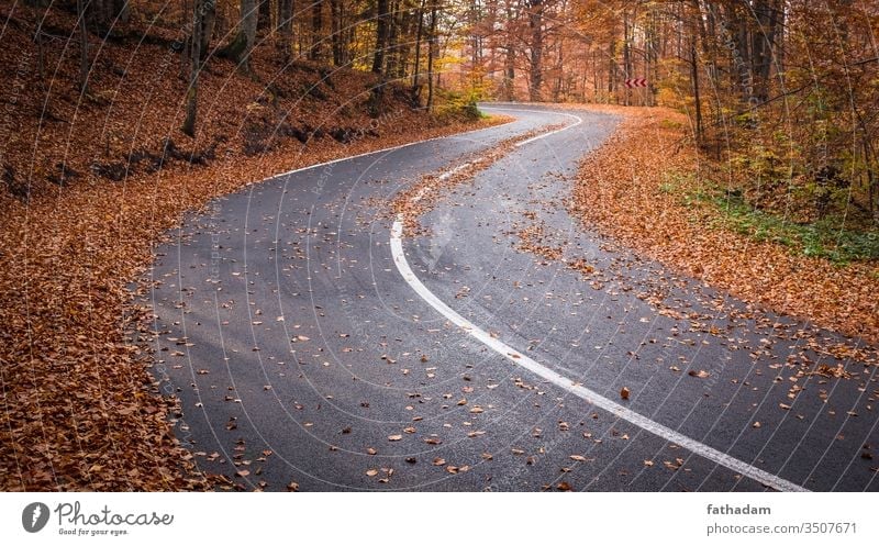 Empty, curvy road in a beautiful autumn forest Autumn route leaves Autumn leaves autumn feeling Nature Curve Freedom Landscape Environment fall Forest