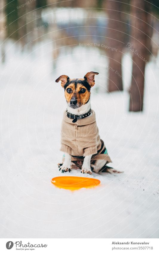 Jack Russell dog with sweater on sitting next to a freesby in winter. Dog Sweater choker snow Exterior shot Cold Pet Animal