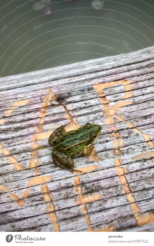 be a frog Frog Colour photo Close-up Animal portrait Wild animal Environment Nature Exterior shot Wood Letters (alphabet) writing scribe Sit Pond Water Green