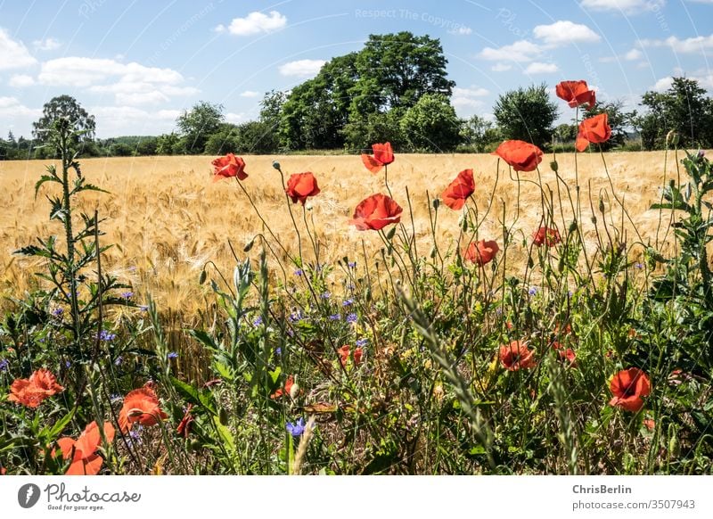 Grain field with poppies in summer Poppy Summer Landscape Blue sky Field Agriculture Sky Nature Exterior shot Clouds Deserted Colour photo Environment Growth