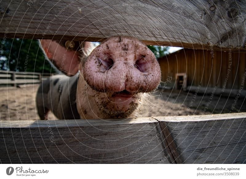 pig nose Swine Pigs Nose Trunk inquisitorial Fence Farm animal Pink Sow Dirty Agriculture Colour photo Animal Piglet Happy Mammal Animal portrait Nature Meat