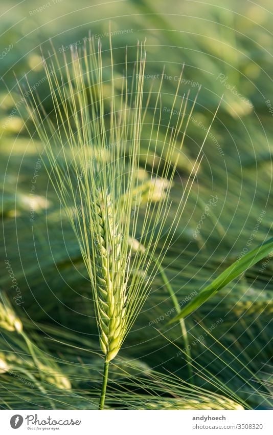 Barley grains of a barley plant in closeup on a cereal field agricultural agriculture barley field beautiful corn country countryside crop crop production