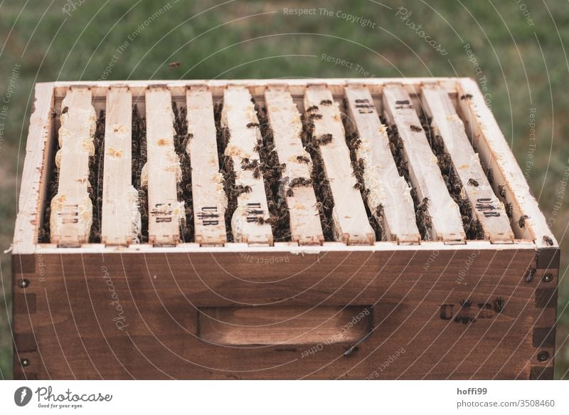 Insight into an open beehive Beehive Honey-comb beekeeping Apiary Honey bee Bee-keeping Bee-keeper keep beekeepers Honeycomb Insect Nature Colony Summer Food