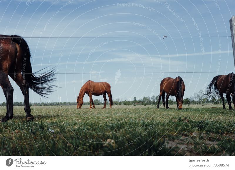 horse's behind Horse Ponytail horse pasture Exterior shot Animal Animal portrait Deserted Willow tree Colour photo Meadow Day Stand Landscape To feed