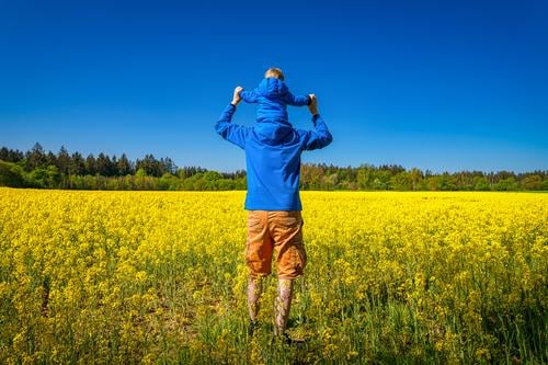 Father and son from behind, are looking over a beautiful yellow rapeseed field at springtime, happy family scene of a men unit. nature boy man father together