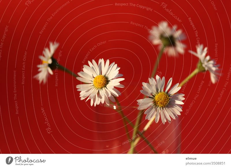 five daisies in a glass against a red background Daisy flowers Made to measure Blossom leave composite White Red Decoration Nature spring Summer Daisy Family