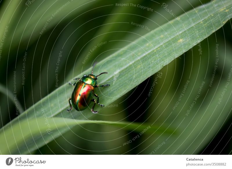 The colourful leaf beetle crawls up a blade of grass Insect Animal variegated Dazzling Small Red Green Crawl Grass Plant Meadow Garden Spring