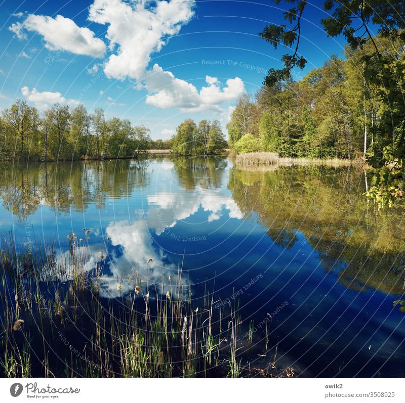 Spring and outside Lake Lakeside Water Surface of water wide Calm Nature Exterior shot Deserted Reflection Landscape Colour photo Idyll Environment