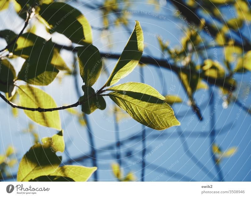 green salad leaves foliage early Delicate Sky Cloudless sky spring Nature Exterior shot Colour photo Plant Day Deserted tree Growth Environment