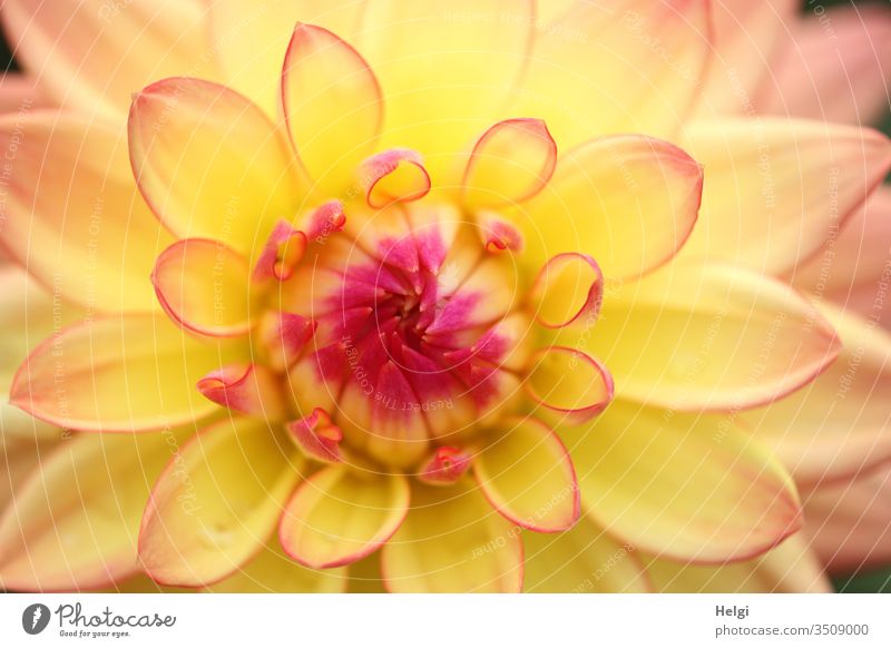 Centre of a yellow-red dahlia blossom flowers bleed Plant Macro (Extreme close-up) Detail Colour photo Close-up Blossom leave Summer Garden Middle Yellow Red