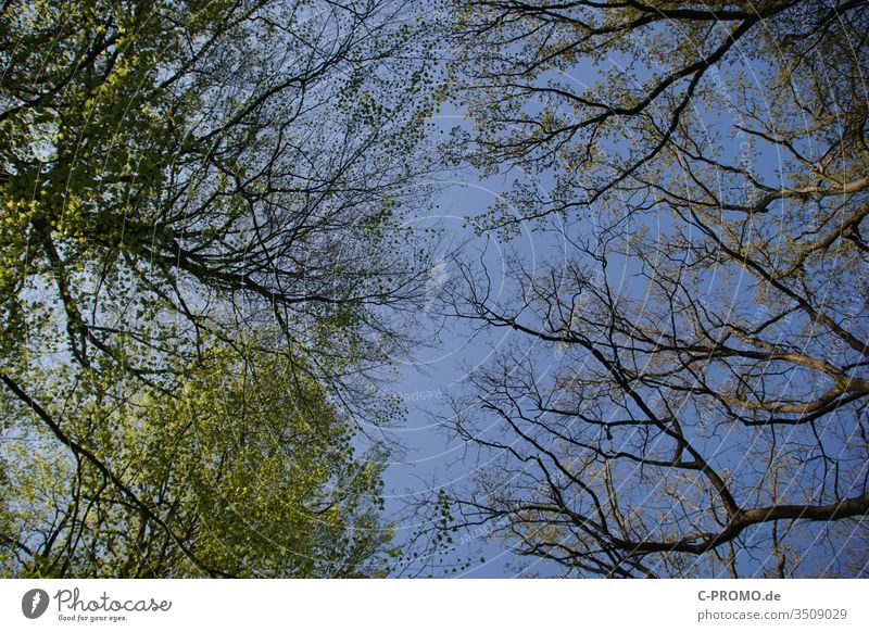 View of the sky, framed by spring trees huts view from below Sky leaves Deciduous tree Forest