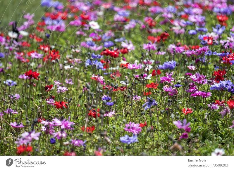 Colourful flower meadow Meadow flowers variegated Nature Allergy Hay fever blossom plants colourful colored spring Summer