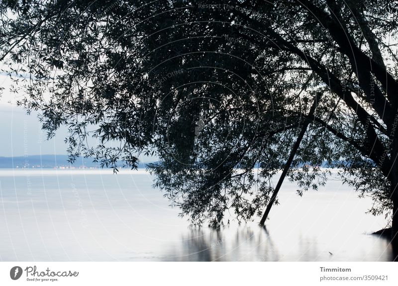 A mighty tree on the shores of Lake Constance Water Tree trunk branches leaves tranquillity bank Hill Sky background Rod Blue Bright Black Dark Reflection chill