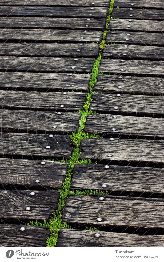 Symmetry | largely Footbridge wood Moss screw head Metal lines green Black Deserted