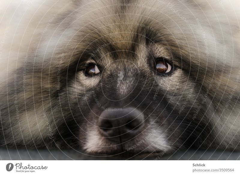 animal portrait bitch Wolfsspitz frontal in lying down looks to the left Dog Lie Looking Side laterally breed of dog pretty Loyalty Smooth doggy eyes reflection
