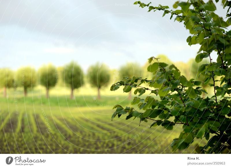 In rank and file Agriculture Forestry Environment Nature Landscape Sky Spring Summer Beautiful weather Tree Field Bright Green Country life Row Colour photo