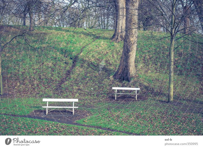 two benches Nature Winter Tree Grass Park Dublin Ireland Lanes & trails Uniqueness Natural Brown Green Sadness Grief Loneliness Bench Leaf Hill Isolated 2 White