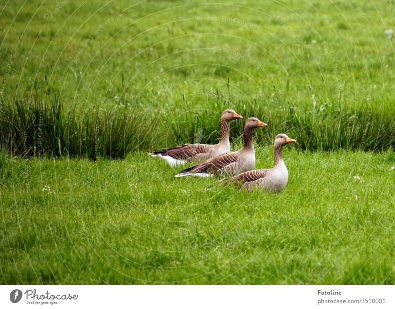 The 3 musketeers - or 3 geese waddling through a lush green meadow birds Animal Colour photo Exterior shot Nature Day Deserted Environment Wild animal Grass
