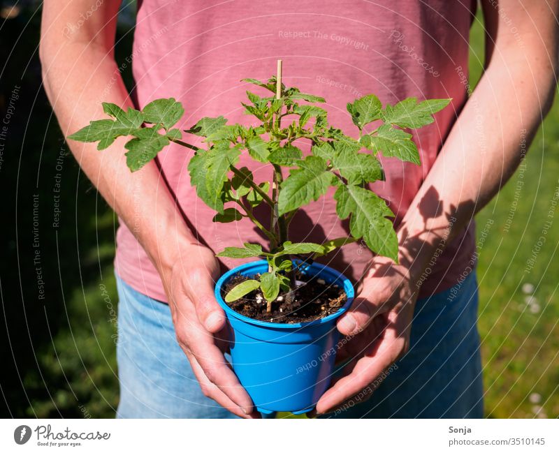 Mann hält junge Tomatenpflanze im Topf in seinen Händen, Nahaufnahme Hand halten gartenarbeit gärtnern topfpflanze Natural Fingers Arm