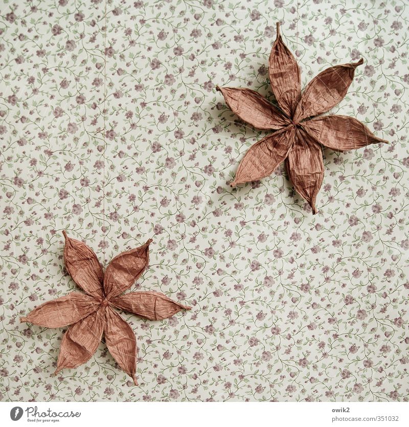 Deco 4 | Flowers Elegant Style Design Joy Happy Leisure and hobbies Art Paper Floral wallpaper Hang Beautiful Small Clean Orderliness Handcrafts Decoration